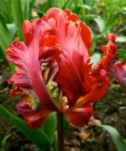 Future Forests Tulip Rococo Bulbs