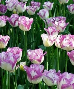 Future Forests Tulip Shirley Bulbs