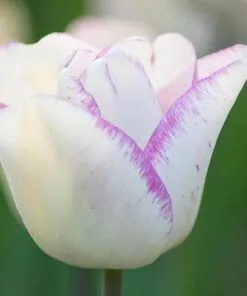 Future Forests Tulip Shirley Bulbs