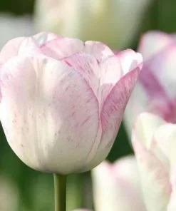 Future Forests Tulip Shirley Bulbs