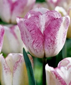 Future Forests Tulip Shirley Bulbs