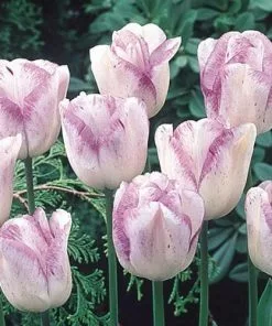 Future Forests Tulip Shirley Bulbs