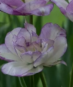 Future Forests Tulip Shirley Bulbs