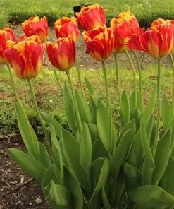 Future Forests Tulip Banja Luka Bulbs