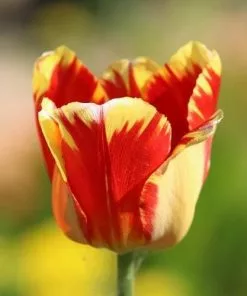 Future Forests Tulip Banja Luka Bulbs