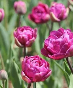 Future Forests Tulip Blue Diamond Bulbs