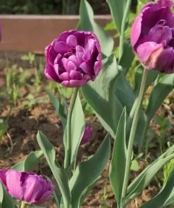 Future Forests Tulip Blue Diamond Bulbs