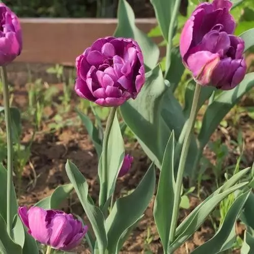 Future Forests Tulip Blue Diamond Bulbs 4 Future Forests Tulip Blue Diamond Bulbs