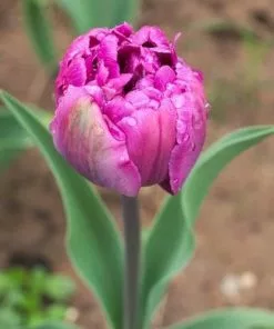 Future Forests Tulip Blue Diamond Bulbs 12 Future Forests Tulip Blue Diamond Bulbs