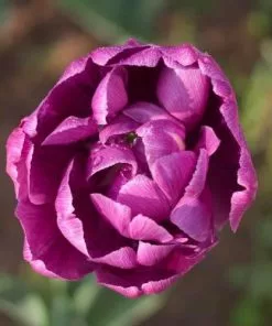 Future Forests Tulip Blue Diamond Bulbs 13 Future Forests Tulip Blue Diamond Bulbs