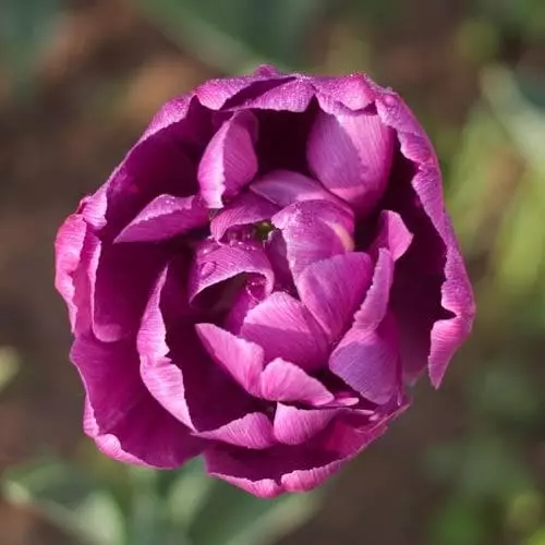 Future Forests Tulip Blue Diamond Bulbs 6 Future Forests Tulip Blue Diamond Bulbs