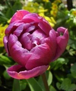 Future Forests Tulip Blue Diamond Bulbs 14 Future Forests Tulip Blue Diamond Bulbs