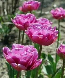 Future Forests Tulip Blue Diamond Bulbs 17 Future Forests Tulip Blue Diamond Bulbs