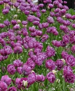 Future Forests Tulip Blue Diamond Bulbs 15 Future Forests Tulip Blue Diamond Bulbs