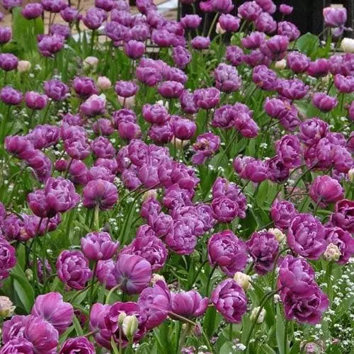 Future Forests Tulip Blue Diamond Bulbs 8 Future Forests Tulip Blue Diamond Bulbs