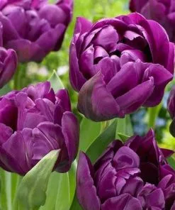 Future Forests Tulip Blue Diamond Bulbs 16 Future Forests Tulip Blue Diamond Bulbs