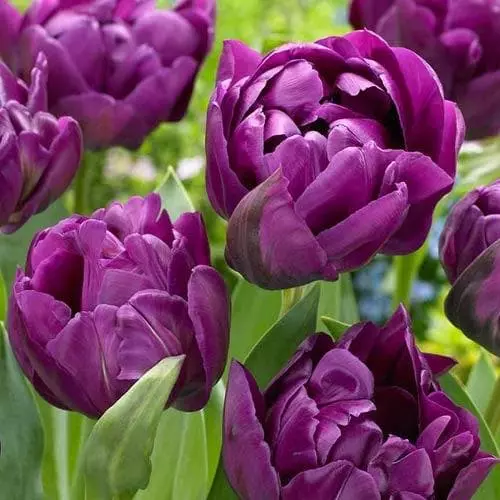 Future Forests Tulip Blue Diamond Bulbs 9 Future Forests Tulip Blue Diamond Bulbs