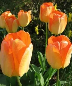 Future Forests Bulbs Tulip Day Dream