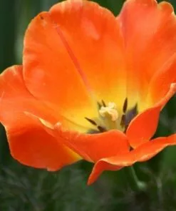 Future Forests Bulbs Tulip Day Dream