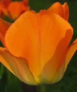 Future Forests Bulbs Tulip Day Dream