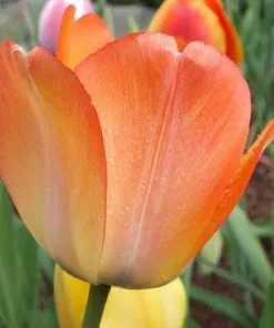 Future Forests Bulbs Tulip Day Dream