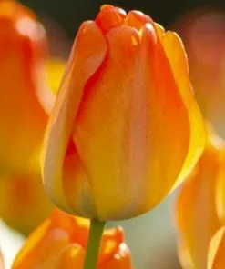 Future Forests Bulbs Tulip Day Dream