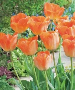 Future Forests Bulbs Tulip Day Dream