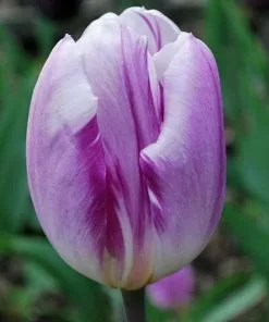 Future Forests Tulip Flig Flag Bulbs