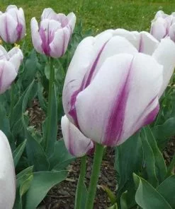 Future Forests Tulip Flig Flag Bulbs