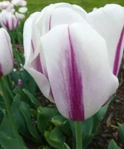 Future Forests Tulip Flig Flag Bulbs