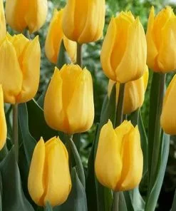 Future Forests Bulbs Tulip Golden Apeldoorn