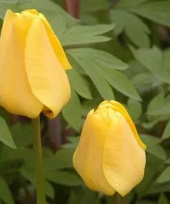 Future Forests Bulbs Tulip Golden Apeldoorn