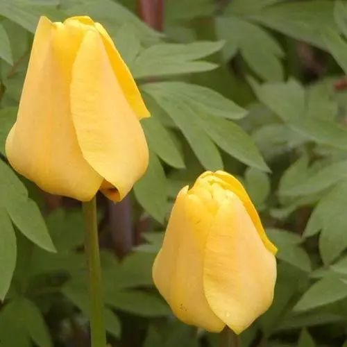 Future Forests Bulbs Tulip Golden Apeldoorn 4 Future Forests Bulbs Tulip Golden Apeldoorn