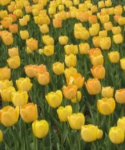 Future Forests Bulbs Tulip Golden Apeldoorn 11 Future Forests Bulbs Tulip Golden Apeldoorn