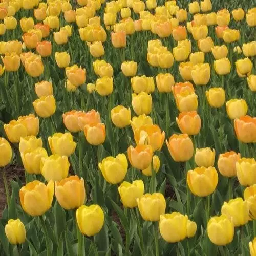 Future Forests Bulbs Tulip Golden Apeldoorn 5 Future Forests Bulbs Tulip Golden Apeldoorn