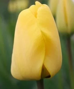 Future Forests Bulbs Tulip Golden Apeldoorn 12 Future Forests Bulbs Tulip Golden Apeldoorn