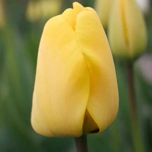 Future Forests Bulbs Tulip Golden Apeldoorn 6 Future Forests Bulbs Tulip Golden Apeldoorn