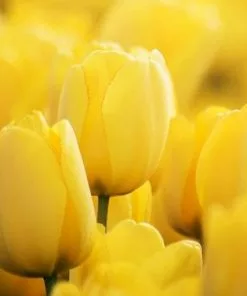 Future Forests Bulbs Tulip Golden Apeldoorn 13 Future Forests Bulbs Tulip Golden Apeldoorn