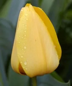 Future Forests Bulbs Tulip Golden Apeldoorn 14 Future Forests Bulbs Tulip Golden Apeldoorn