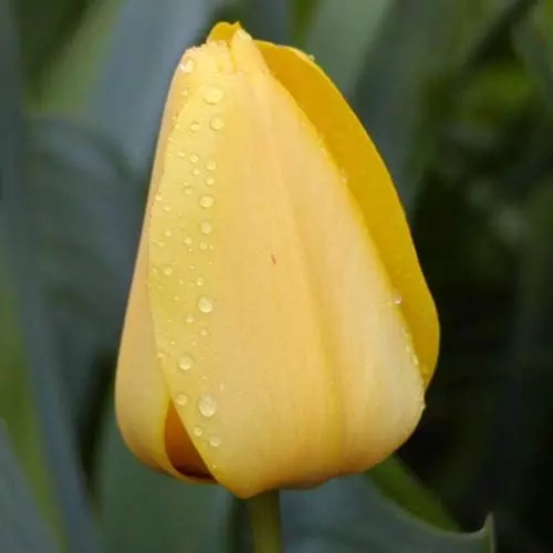 Future Forests Bulbs Tulip Golden Apeldoorn 8 Future Forests Bulbs Tulip Golden Apeldoorn