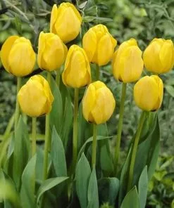 Future Forests Bulbs Tulip Golden Apeldoorn 15 Future Forests Bulbs Tulip Golden Apeldoorn