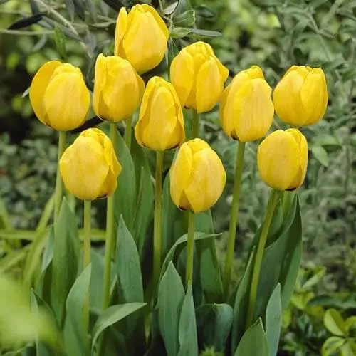 Future Forests Bulbs Tulip Golden Apeldoorn 9 Future Forests Bulbs Tulip Golden Apeldoorn