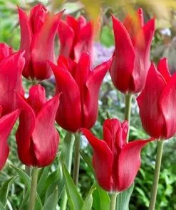 Future Forests Tulip Pieter De Leur Bulbs