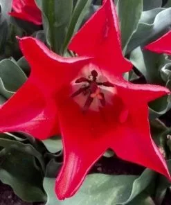 Future Forests Tulip Pieter De Leur Bulbs