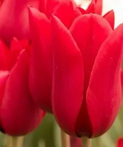 Future Forests Tulip Pieter De Leur Bulbs