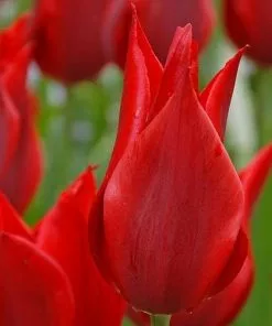 Future Forests Tulip Pieter De Leur Bulbs