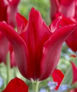 Future Forests Tulip Pieter De Leur Bulbs