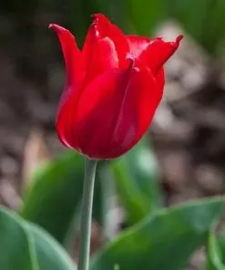 Future Forests Tulip Pieter De Leur Bulbs