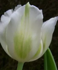 Future Forests Tulip Purissima Bulbs 12 Future Forests Tulip Purissima Bulbs