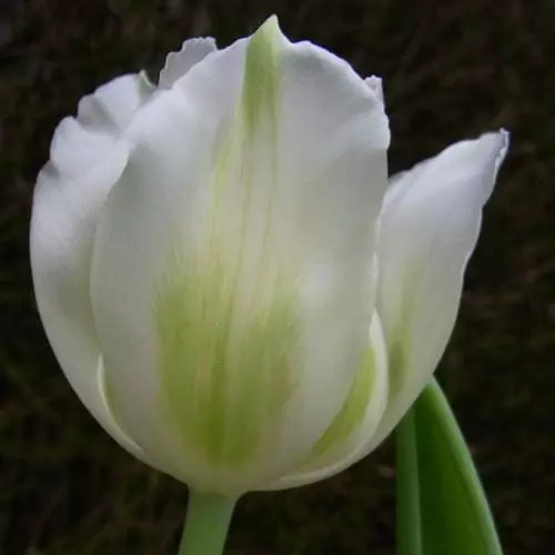 Future Forests Tulip Purissima Bulbs 5 Future Forests Tulip Purissima Bulbs